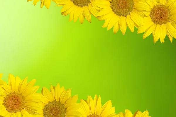 Sunflower on green bokeh — Stock Photo, Image