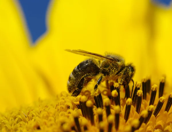 Bee and sunflower — Stock Photo, Image