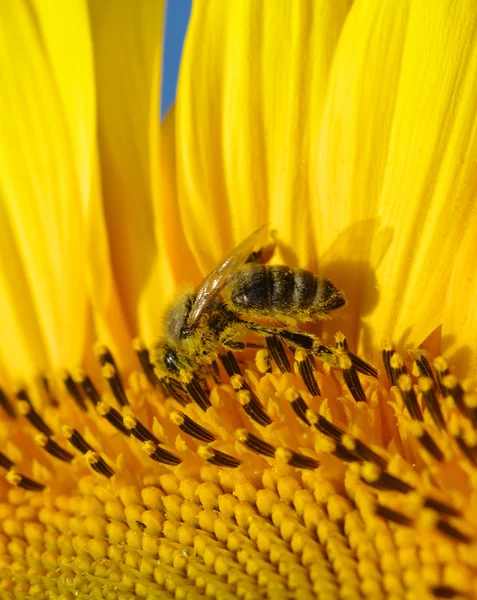 Bee and sunflower — Stock Photo, Image