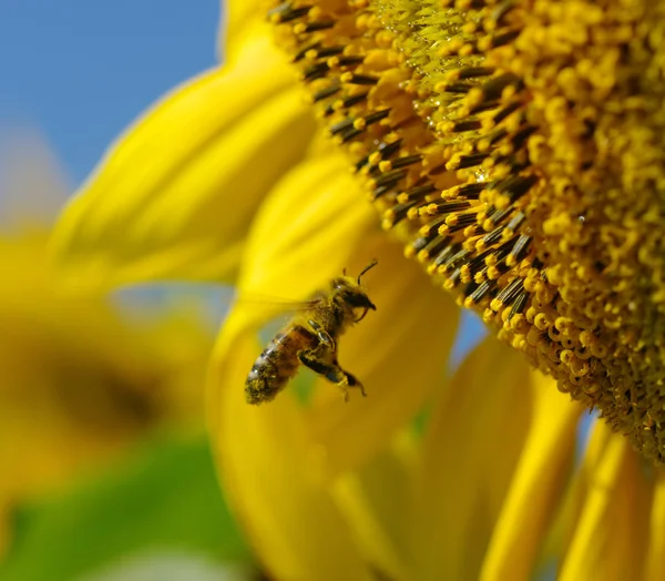 Sunflower and bee Stock Photos, Royalty Free Sunflower and bee Images Depositphotos®