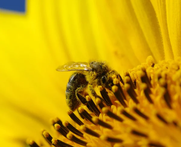 Bee and sunflower — Stock Photo, Image