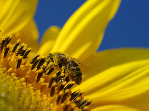 Bee and sunflower — Stock Photo, Image