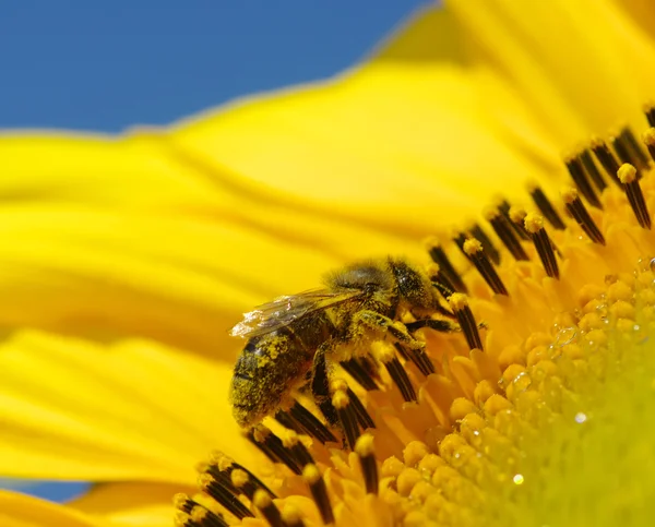 Abeille et tournesol — Photo