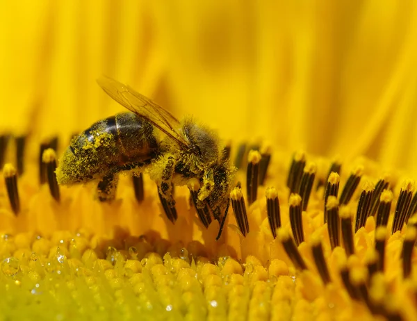Méh- és napraforgómag — Stock Fotó