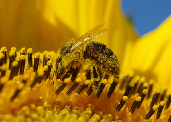 Bee and sunflower — Stock Photo, Image