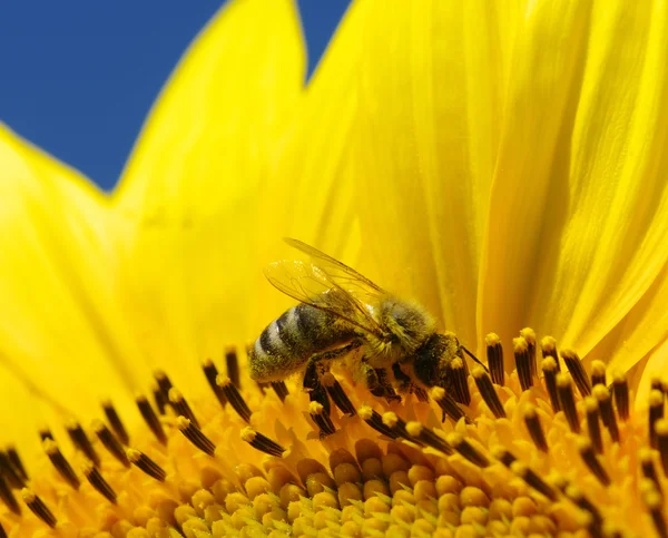 Abeille et tournesol — Photo