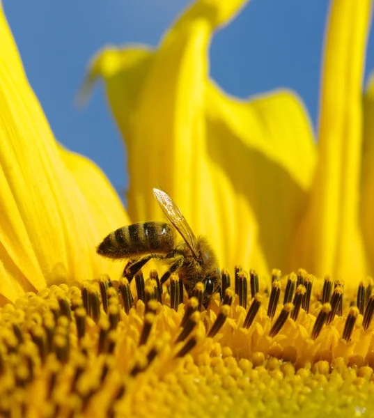 Bee och solros — Stockfoto