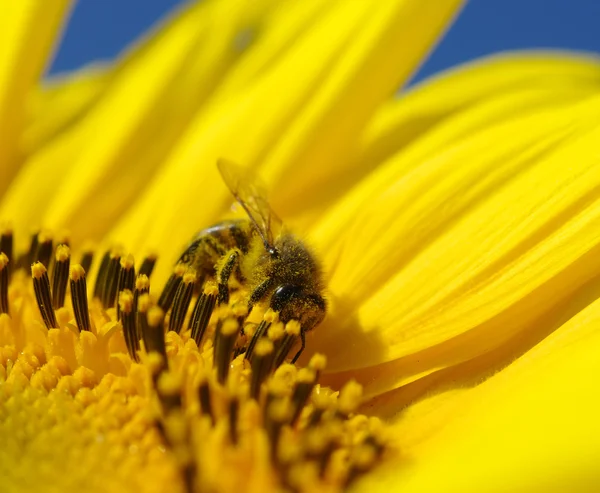 Abeille et tournesol — Photo