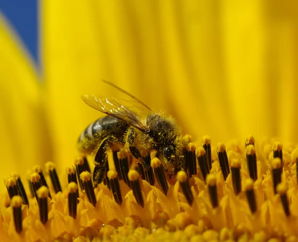 Bee and sunflower — Stock Photo, Image