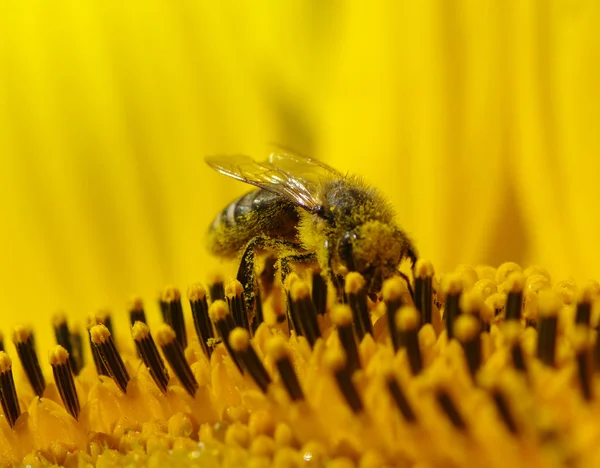 Pszczoła i słonecznika — Zdjęcie stockowe