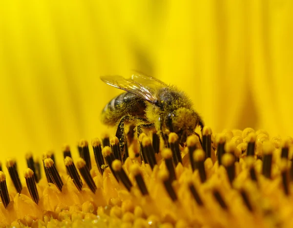 Abeille et tournesol — Photo