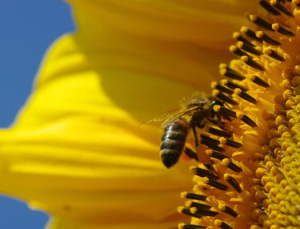 Abeille et tournesol — Photo