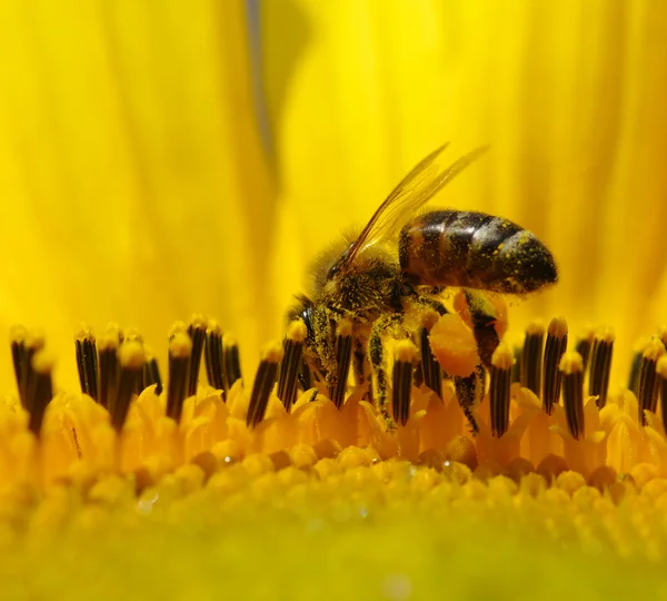 Bee and sunflower — Stock Photo, Image