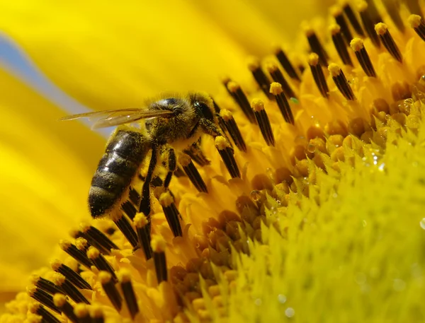 Pszczoła i słonecznika — Zdjęcie stockowe