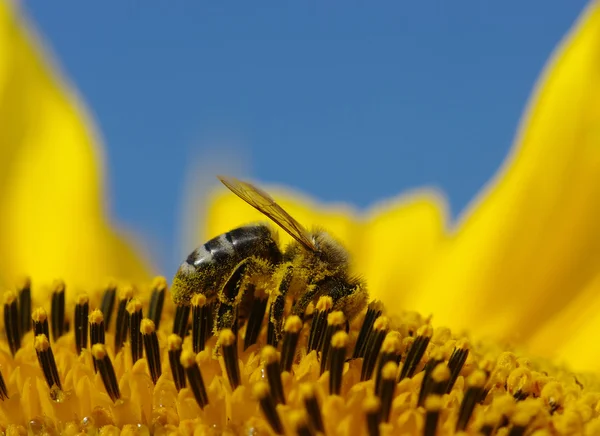 Bee and sunflower — Stock Photo, Image