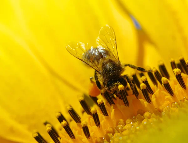 Μέλισσα και τον ηλίανθο — Φωτογραφία Αρχείου