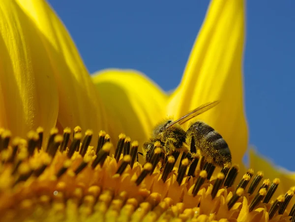 Bee and sunflower — Stock Photo, Image