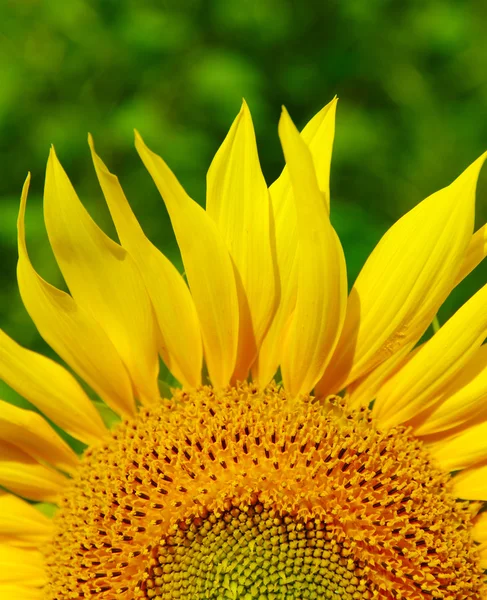 Sunflower on green bokeh — Stock Photo, Image