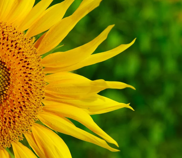 Sunflower on green bokeh — Stock Photo, Image