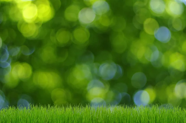 White camomiles on sky — Stock Photo, Image