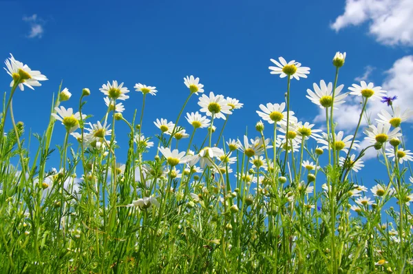 White camomiles on sky — Stock Photo, Image