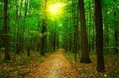 A zöld erdő