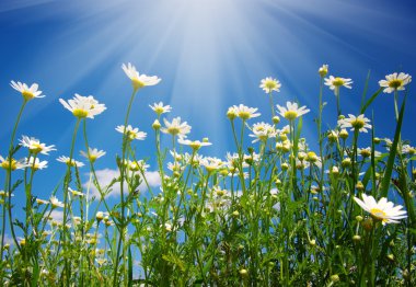 Papatya çiçekler ve gökyüzü