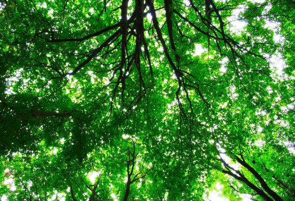 Het groene bos — Stockfoto