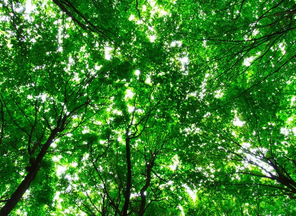 Het groene bos — Stockfoto