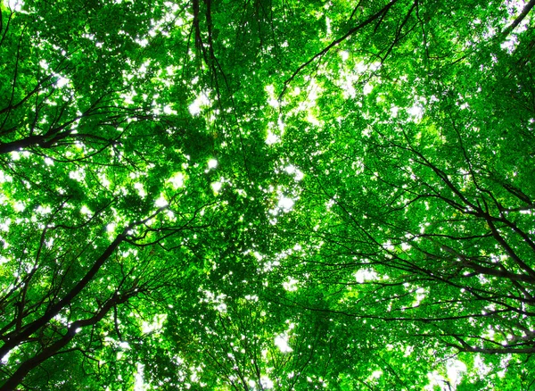 Den grønne skogen – stockfoto