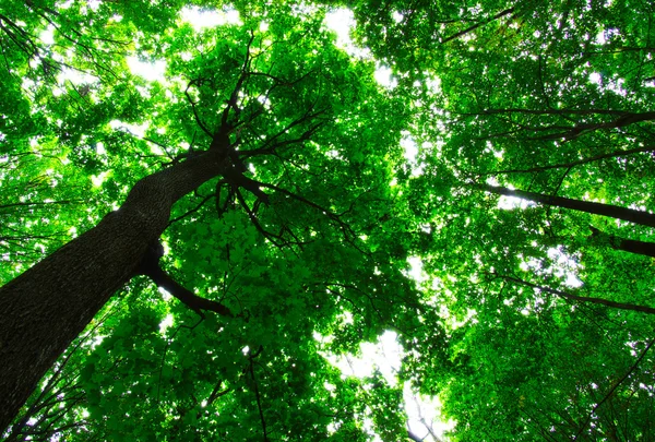 El bosque verde — Foto de Stock