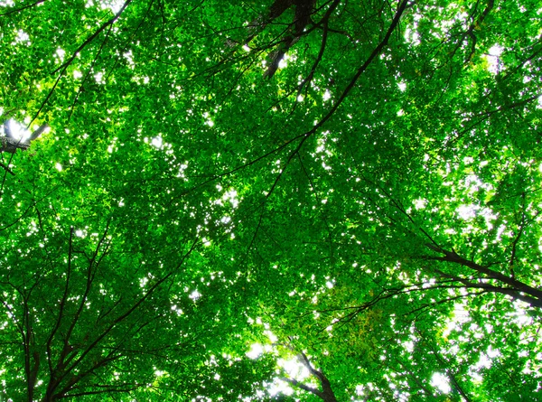 Der grüne Wald — Stockfoto