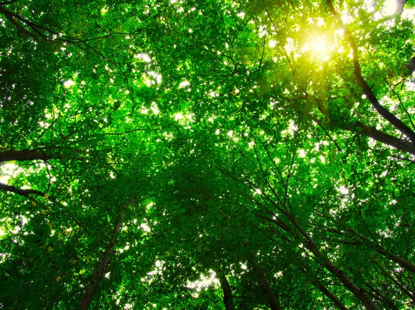 Het groene bos — Stockfoto