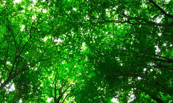 Het groene bos — Stockfoto