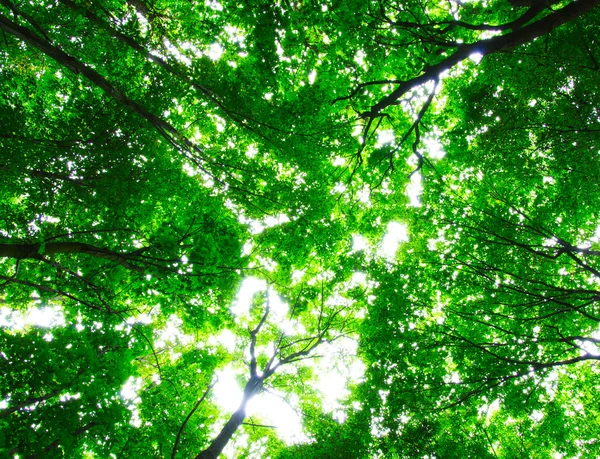 Het groene bos — Stockfoto