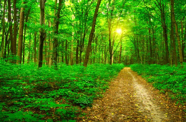 A Floresta Verde — Fotografia de Stock