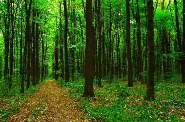 A Floresta Verde — Fotografia de Stock