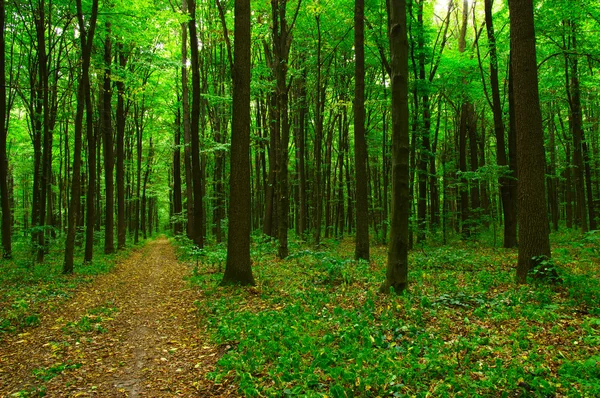 El bosque verde — Foto de Stock