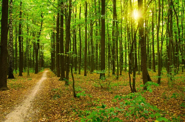 The green forest — Stock Photo, Image