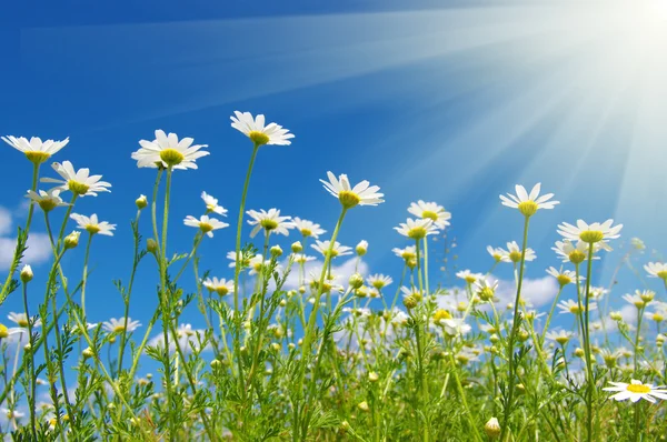 Daisy flowers and sky — Stock Photo, Image