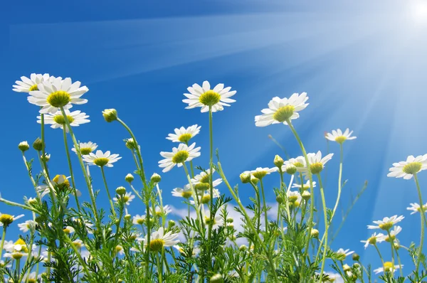 Daisy flowers and sky — Stock Photo, Image