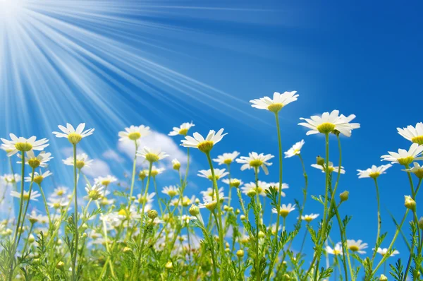Gänseblümchen Blumen und Himmel — Stockfoto