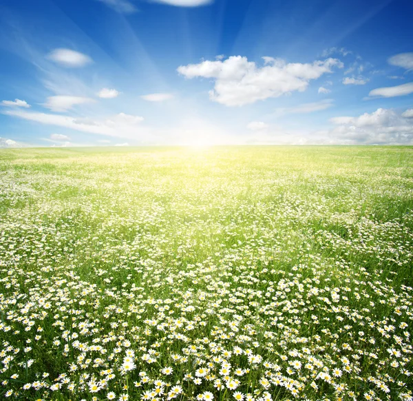 Daisy flowers and sky — Stock Photo, Image