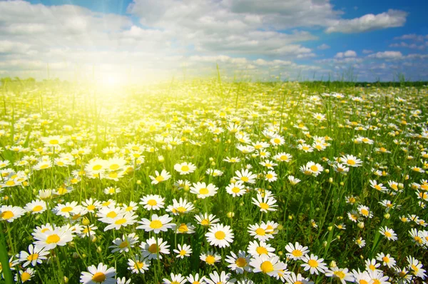 Stokrotka kwiaty i niebo — Zdjęcie stockowe