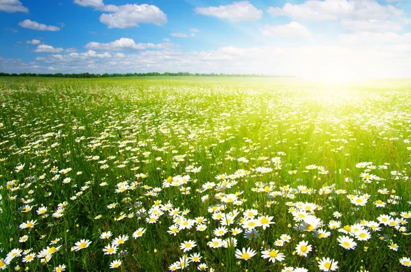 daisy flowers and sky