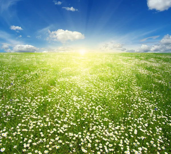 Daisy flowers and sky — Stock Photo, Image