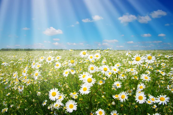 daisy flowers and sky
