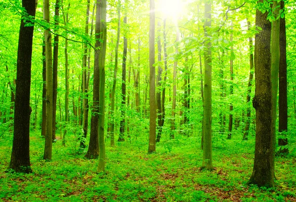 El bosque verde — Foto de Stock