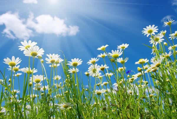 Gänseblümchen Blumen und Himmel lizenzfreie Stockfotos