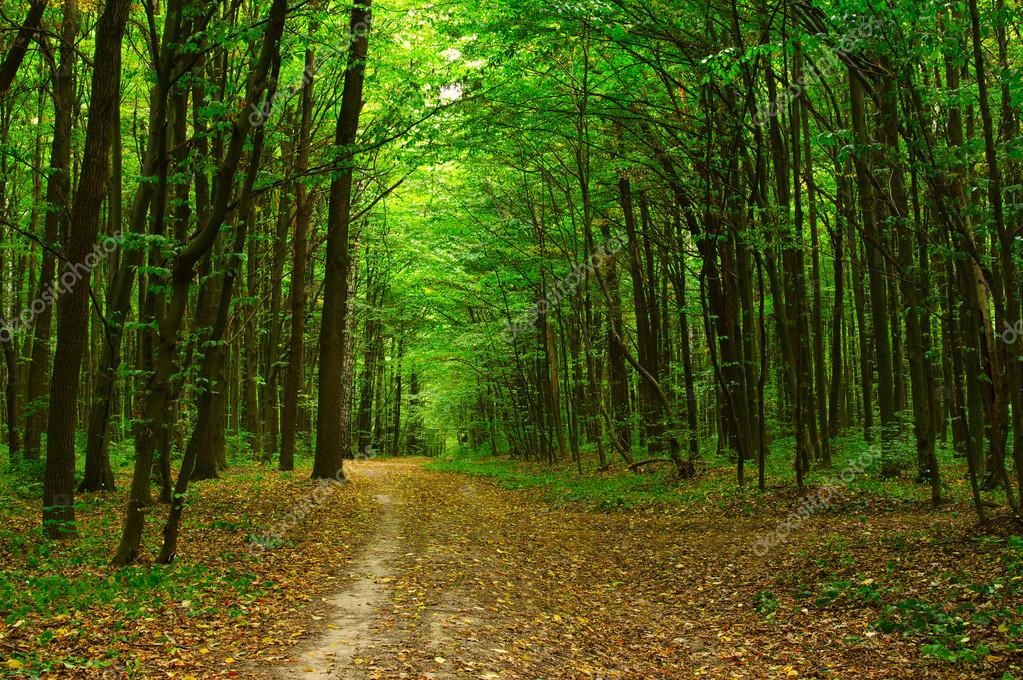 The green forest Stock Photo by ©Aleks 99643950